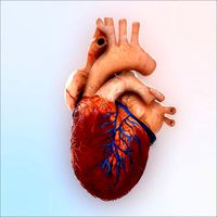 Human Heart