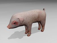 Little pig
