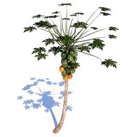 Papaya Tree - 02 med poly