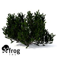 XfrogPlants Mugo Pine