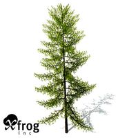 XfrogPlants European Larch