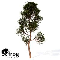 XfrogPlants Scotch Pine