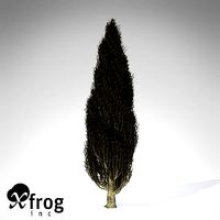 XfrogPlants Italian Cypress