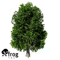 XfrogPlants Oriental Planetree