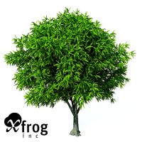 XfrogPlants Caucasian Wingnut