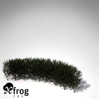 XfrogPlants Boxwood hedges