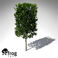 XfrogPlants European Hornbeam