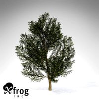 XfrogPlant Lentisk