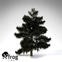 XfrogPlants Atlas Cedar