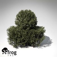 XfrogPlants Golden-leaved Boxwood