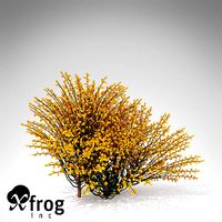 XfrogPlants Spanish Broom