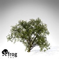 XfrogPlants Elderberry