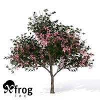 XfrogPlants Oleander