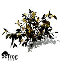 XfrogPlants Scarlet Plume