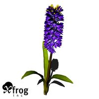 XfrogPlants Hyacinth