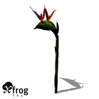 XfrogPlants Bird of Paradise