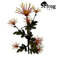 XfrogPlants Florists Chrysanthemum