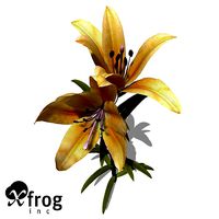 XfrogPlants Lily