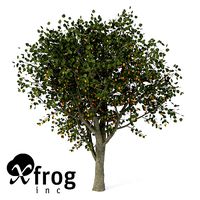 XfrogPlants Apricot