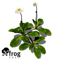XfrogPlants Daisy