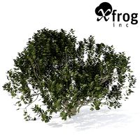 XfrogPlants Fig