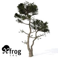 XfrogPlants Monterey Cypress 1