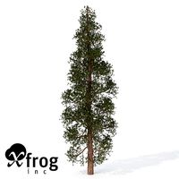 XfrogPlants Ponderosa Pine