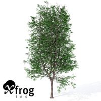 XfrogPlants Kentucky Coffee Tree