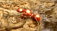 Insect - Ant
