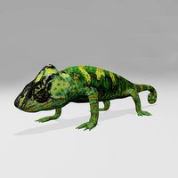 Chameleon