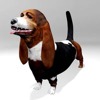 Basset Hound