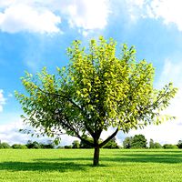 Prunus padus aurea 018 v2 AM136