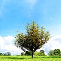 Cornus mas 016 v3 AM136