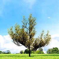 Cornus mas 016 v1 AM136