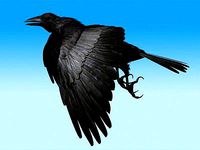 CROW - Fully Rigged For Max