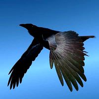 CROW - Fully Rigged For Lightwave