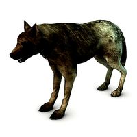 Wolf