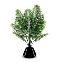 Potted Palm
