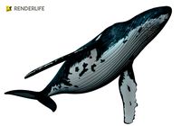 Humpback Whale with animation
