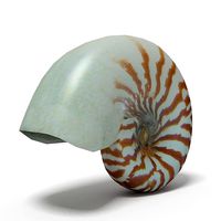 Seashell Nautilus