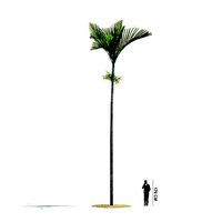 Tall Fan Palm