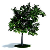Young Ash Tree