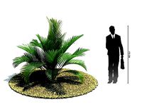 Green Plant Cgi Palm