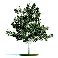 Betula Genus Tree