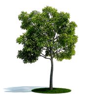 Green Leaf Tree
