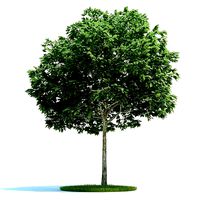Tall Sorbus Green Leafed Tree