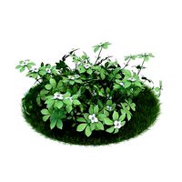 Green Cornus Canadensis Bush