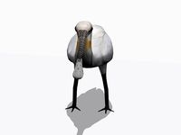 Eurasian Spoonbill
