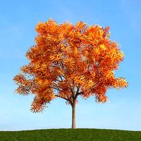 Mature Ash Tree On Hillside