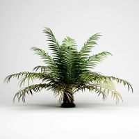CGAxis Sugar Palm 02 3D Model
